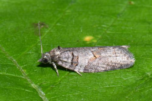 Eana incanana